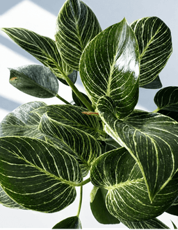 slider-extra-image