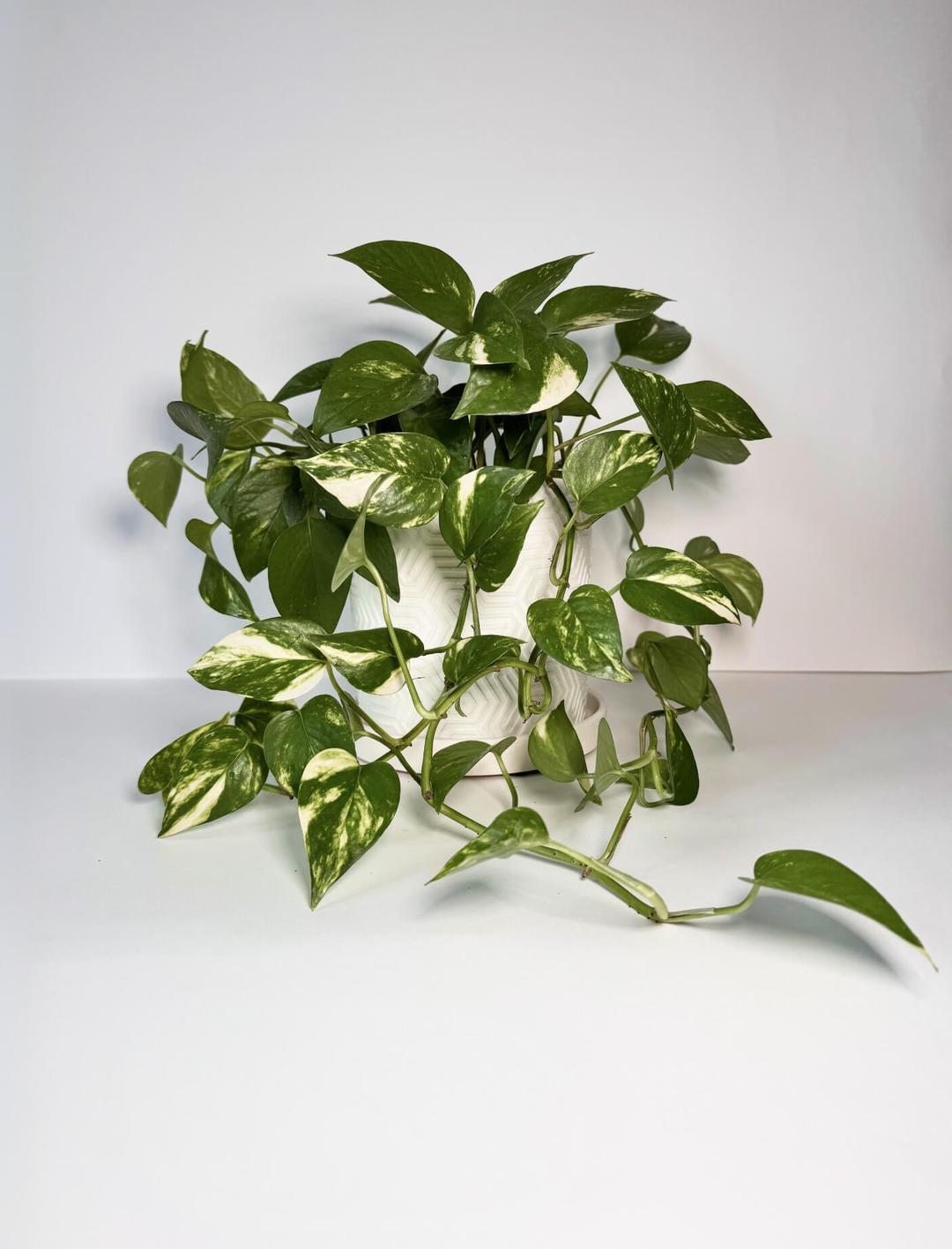 product-card-image